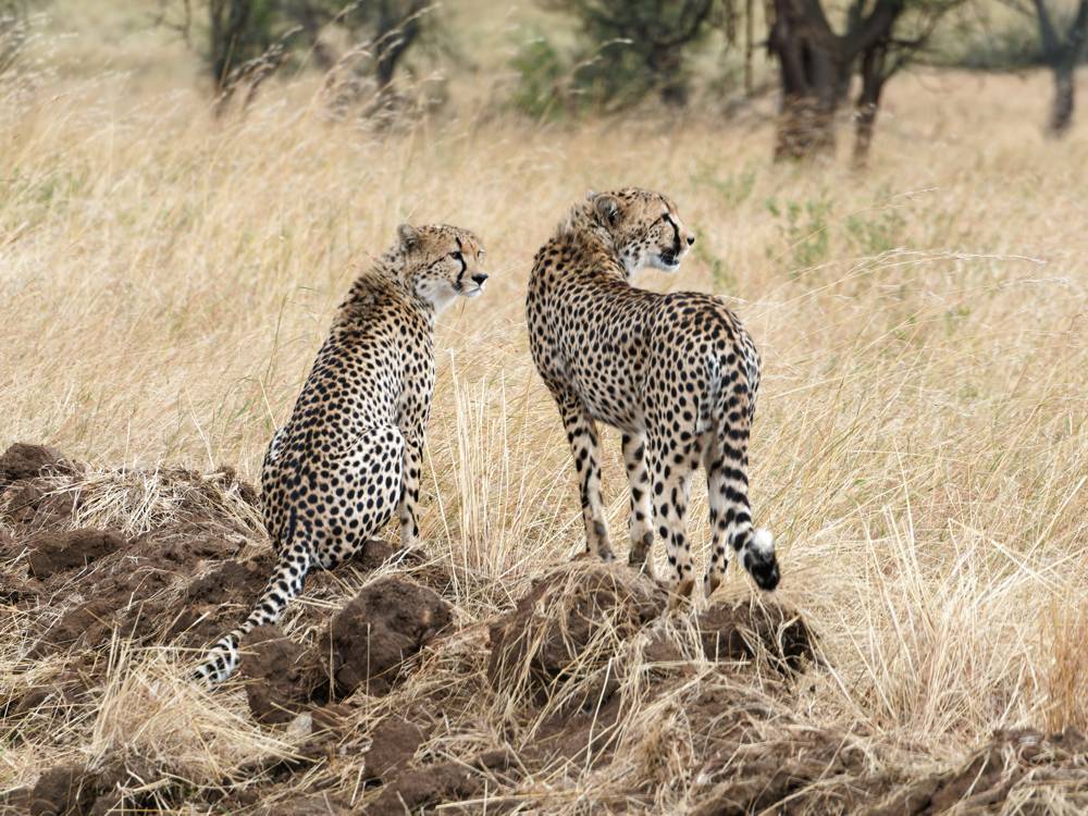Serengeti Nationalpark Tansania