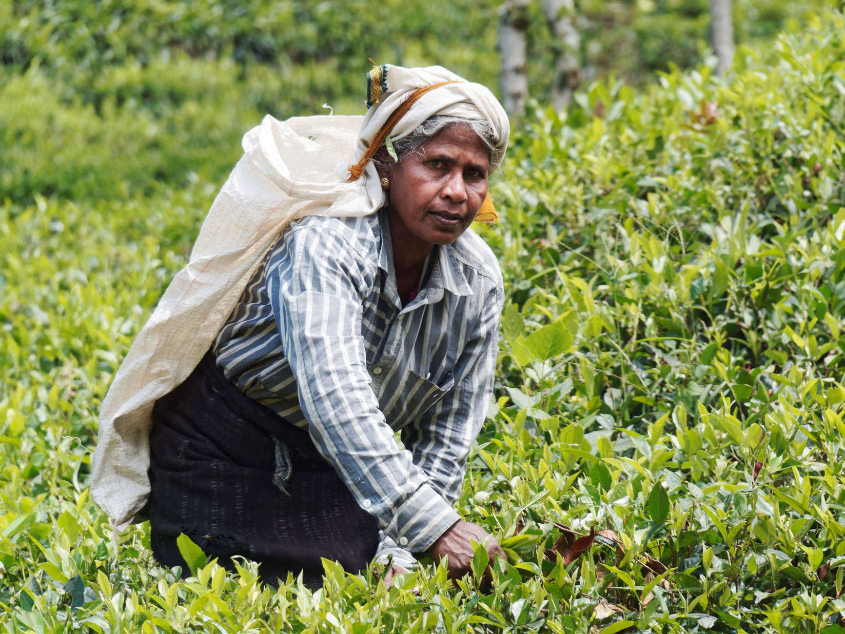 Teepflückerin Sri Lanka