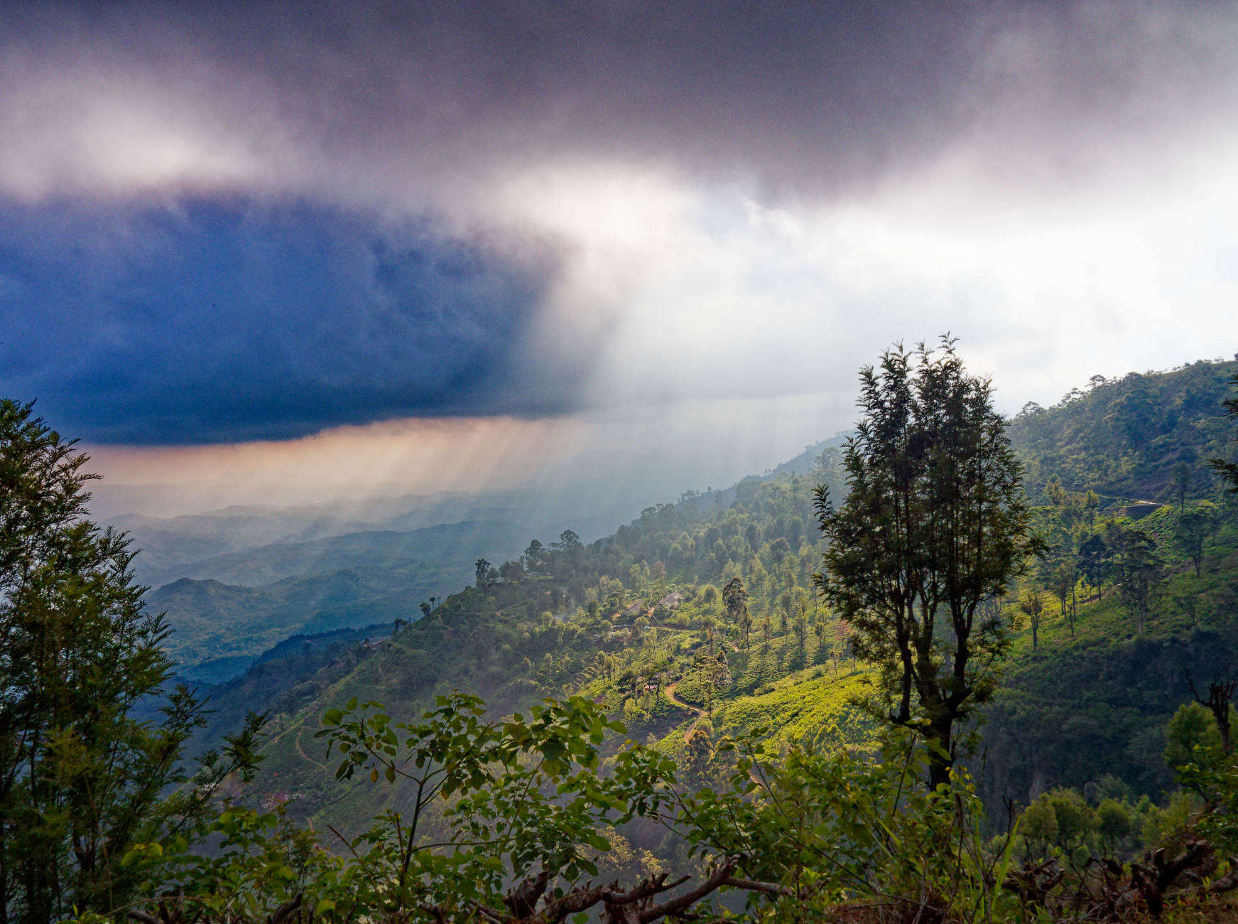 Teeplantagen bei Regen Sri Lanka