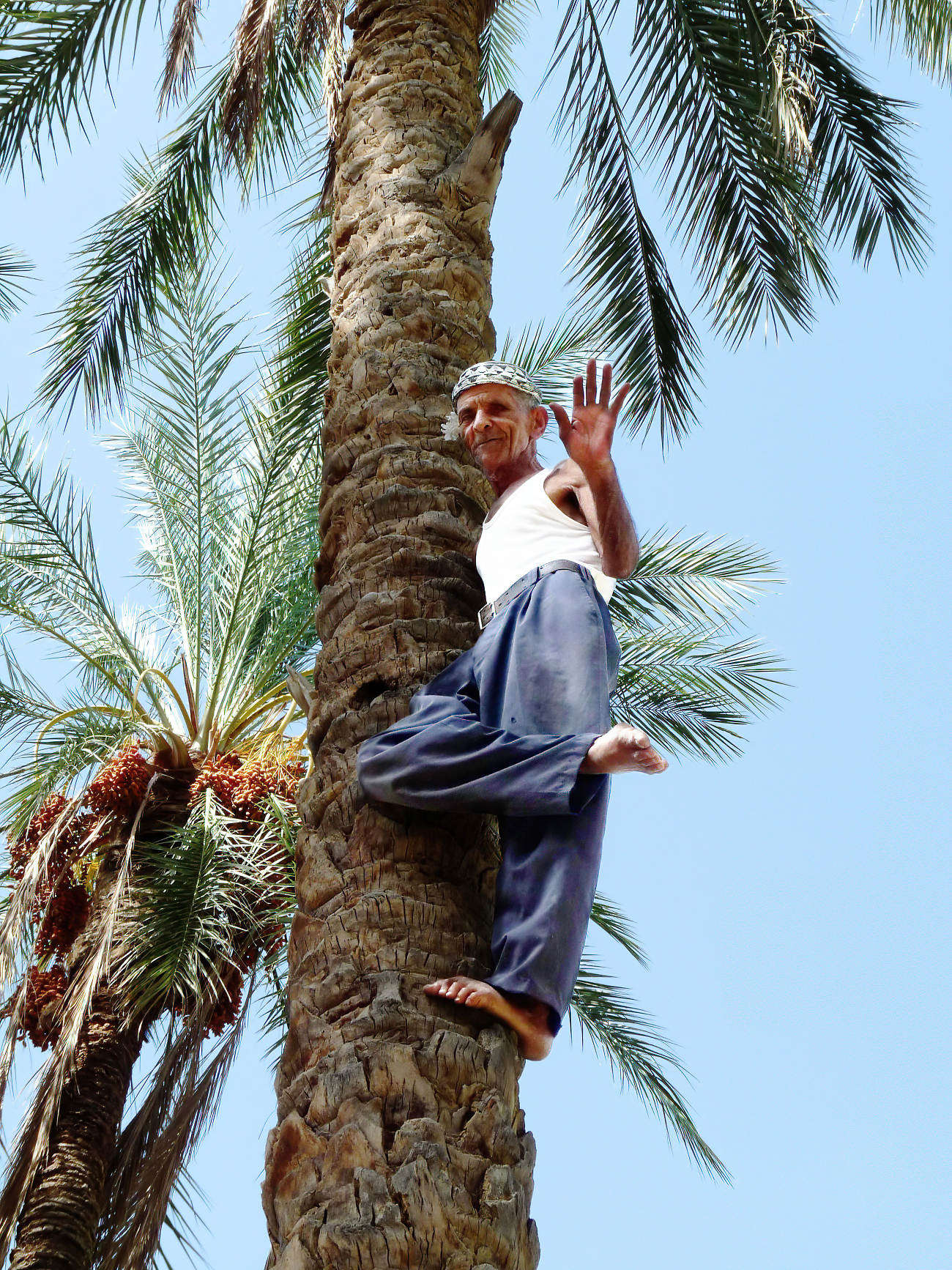 Palmenkletterer Tunesien