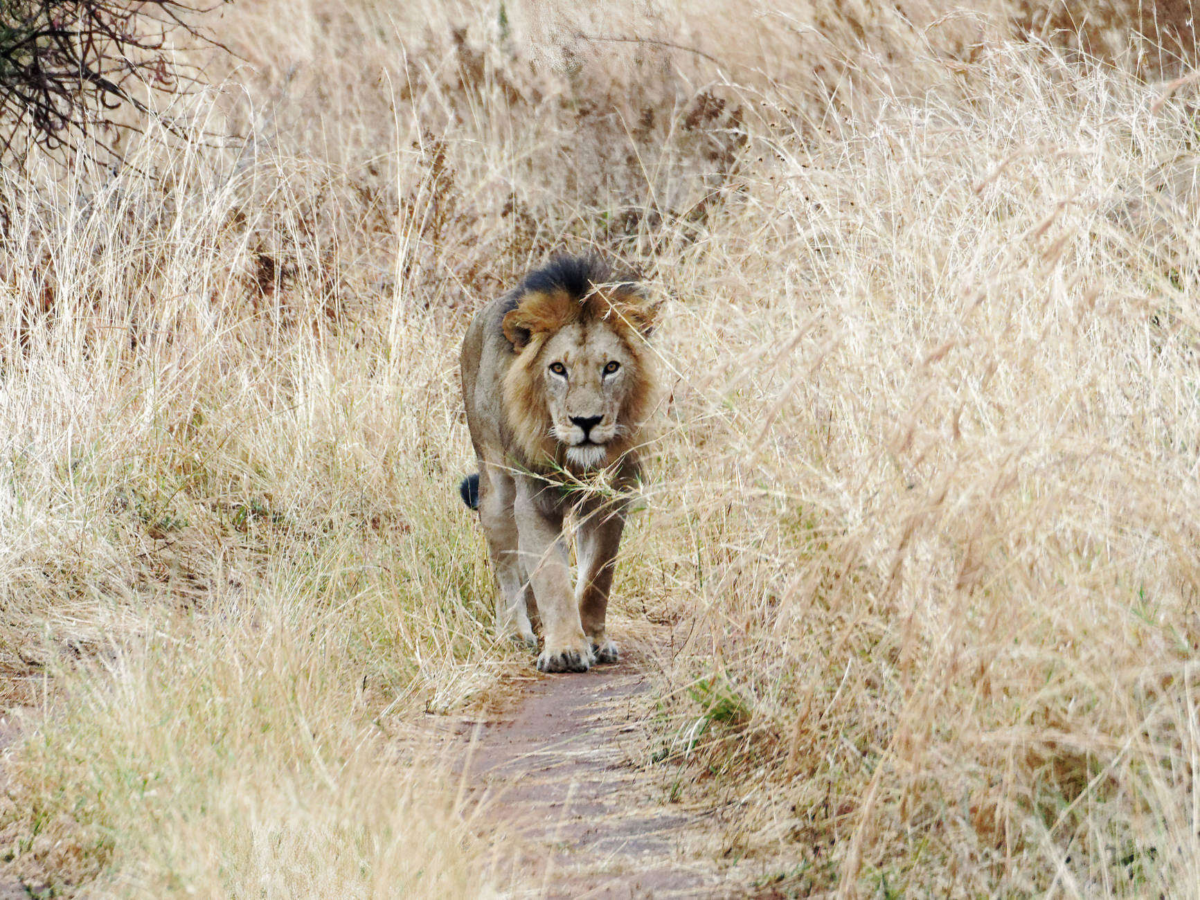 Löwe im Serengeti Nationalpark Tansania