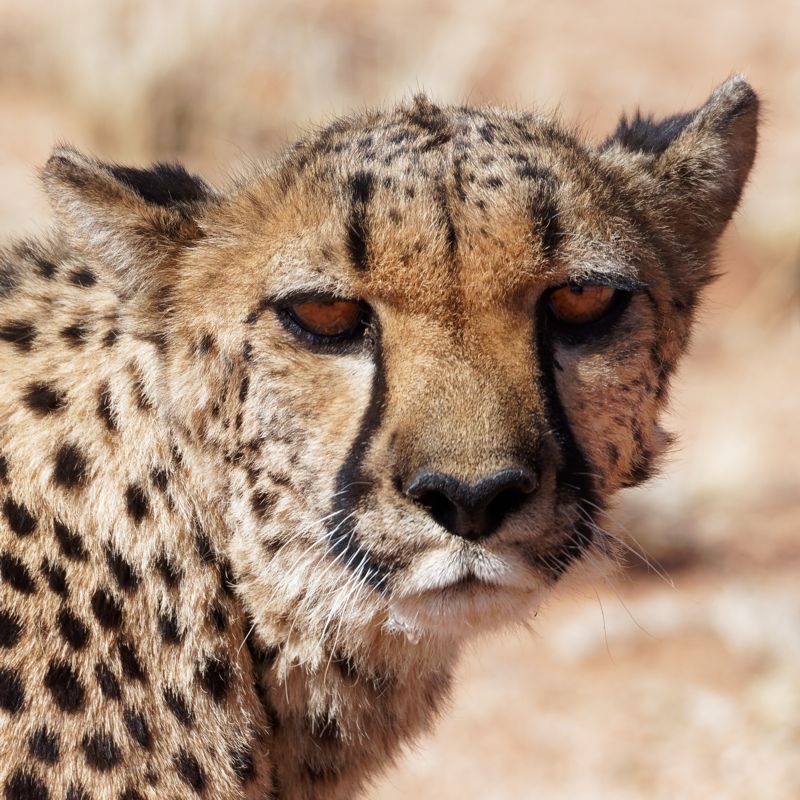 Gepard