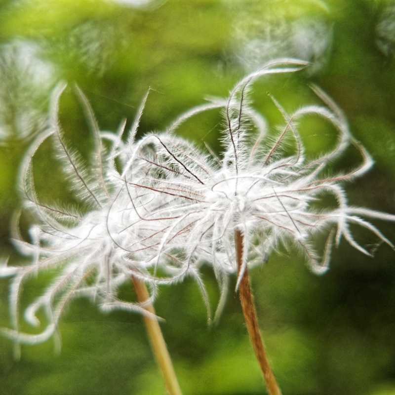 Pusteblume